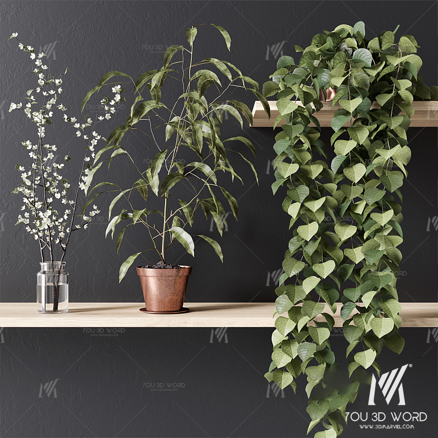 PLANT_002